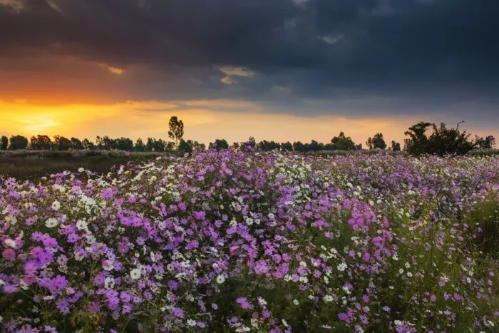 Framed Print : Pink and White Cosmos (Bidens formosa) Wildflower Landscape at Sunset, Magaliesburg, Gauteng Province, South Africa