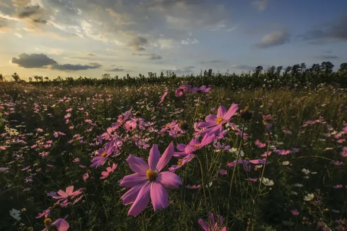 Framed Print : Pink and White Cosmos (Bidens formosa) Wildflowers Landscape at Sunset, Magaliesburg, Gauteng Province, South Africa