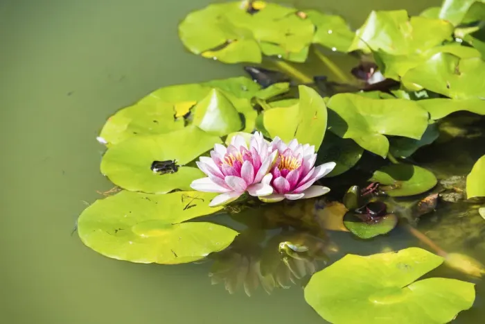 Framed Print : Pink and white Water Lily -Nymphaea spp. - in a pond Framed Print : Pink and white Water Lily -Nymphaea spp. - in a pond