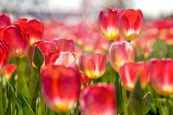 Pink and Yellow Tulips in Bloom