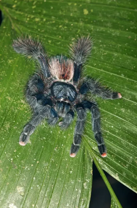 Framed Print : Pinktoe Tarantula -Avicularia avicularia-, Tambopata Nature Reserve, Madre de Dios Region, Peru Framed Print : Pinktoe Tarantula -Avicularia avicularia-, Tambopata Nature Reserve, Madre de Dios Region, Peru