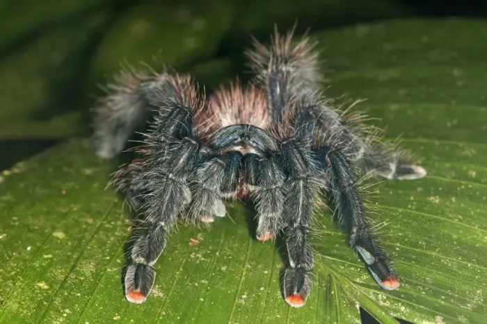 Framed Print : Pinktoe Tarantula -Avicularia avicularia-, Tambopata Nature Reserve, Madre de Dios Region, Peru