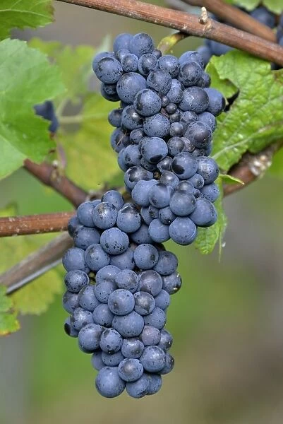 Pinot Noir grapes, Baden-Wurttemberg, Germany