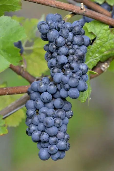 Framed Print : Pinot Noir grapes, Baden-Wurttemberg, Germany Framed Print : Pinot Noir grapes, Baden-Wurttemberg, Germany