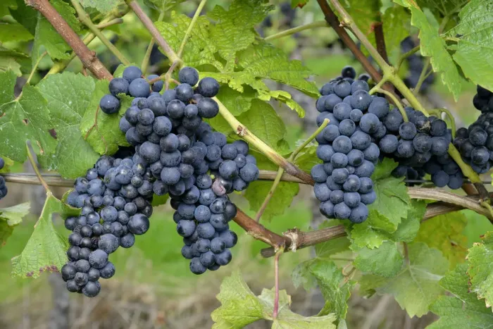 Framed Print : Pinot Noir grapes, Baden-Wurttemberg, Germany Framed Print : Pinot Noir grapes, Baden-Wurttemberg, Germany
