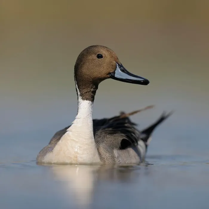 Framed Print : Pintail or Northern Pintail (Anas acuta), drake in breeding plumage, Kiskunsag National Park, Southeastern Hungary, Hungary Framed Print : Pintail or Northern Pintail (Anas acuta), drake in breeding plumage, Kiskunsag National Park, Southeastern Hungary, Hungary