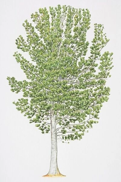 Pinus albicaulis, Whitebark Pine, with grey white bark and leafy foliage