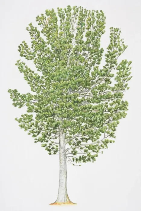 Framed Print : Pinus albicaulis, Whitebark Pine, with grey white bark and leafy foliage