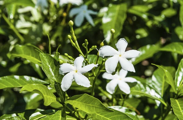 Pinwheel Flowers -Tabernaemontana divaricata-, white flowers, Tamil Nadu, India