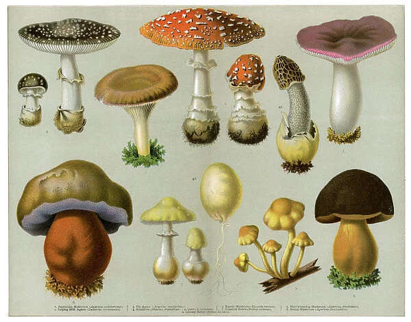 Piosonous Fungi