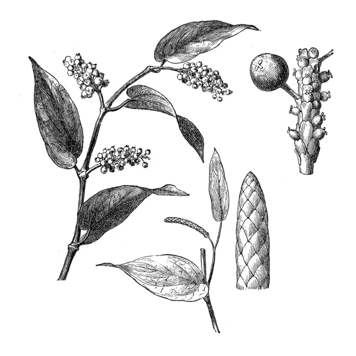 Framed Print : Piper cubeba, cubeb or tailed pepper Framed Print : Piper cubeba, cubeb or tailed pepper