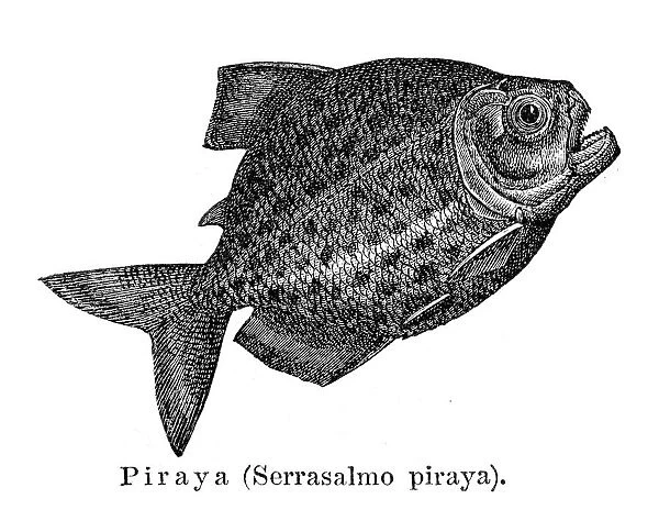 Piranha fish engraving 1897