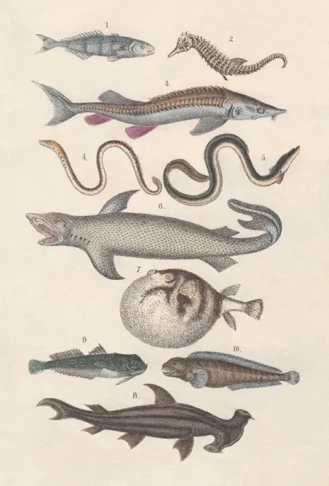 Framed Print : Pisces, hand-colored lithograph, published in 1880 Framed Print : Pisces, hand-colored lithograph, published in 1880