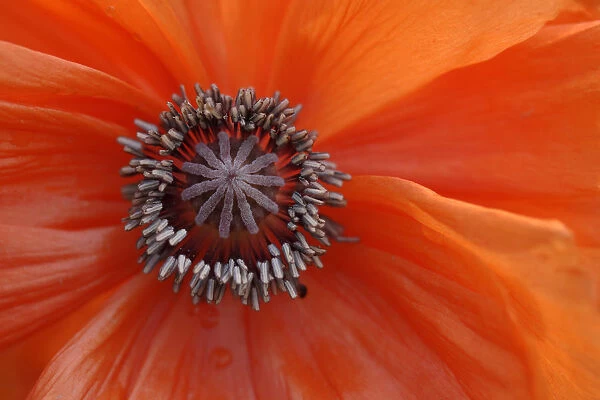 Pistil, poppy -Papaver-, detail of flower and pistil, macro image