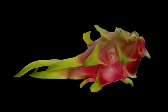 Framed Print : Pitahaya or Dragon Fruit -Hylocereus undatus- Framed Print : Pitahaya or Dragon Fruit -Hylocereus undatus-