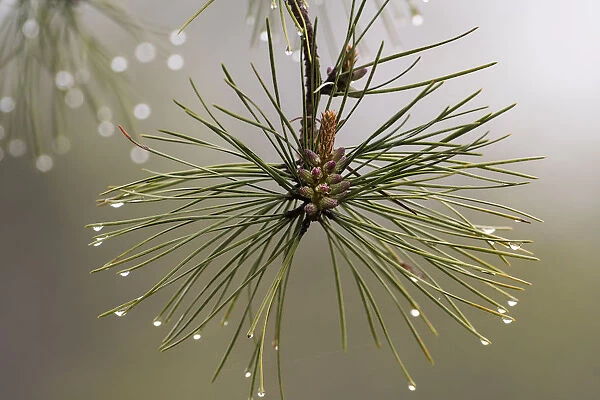 Pitch pine needles after rain