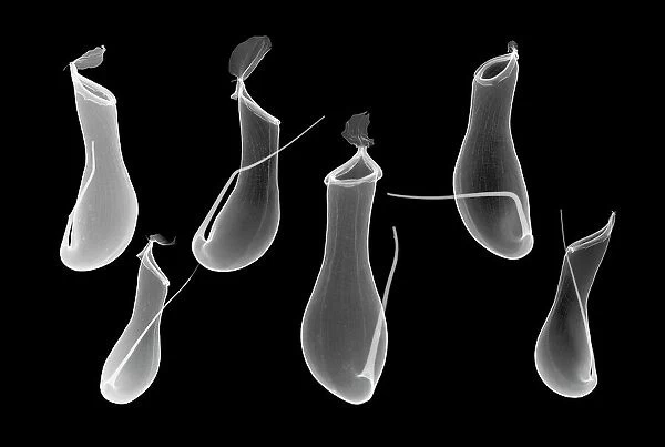 Six pitcher plant (Nepenthes coccinea) pitchers, X-ray