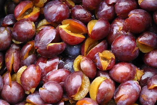 Pitted Prunes -Prunus domestica-, prepared to make jam