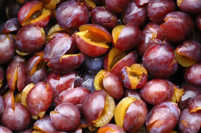 Framed Print : Pitted Prunes -Prunus domestica-, prepared to make jam Framed Print : Pitted Prunes -Prunus domestica-, prepared to make jam