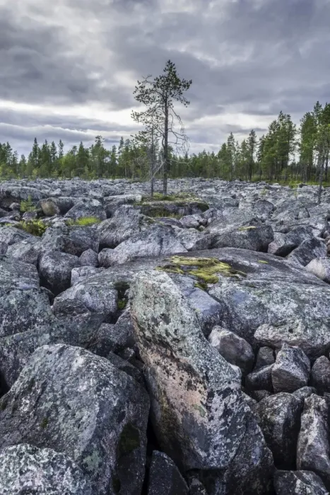 Framed Print : Plain covered in rocks, with one solitary pine tree, Jokkmokk, Norrbotten County, Sweden Framed Print : Plain covered in rocks, with one solitary pine tree, Jokkmokk, Norrbotten County, Sweden