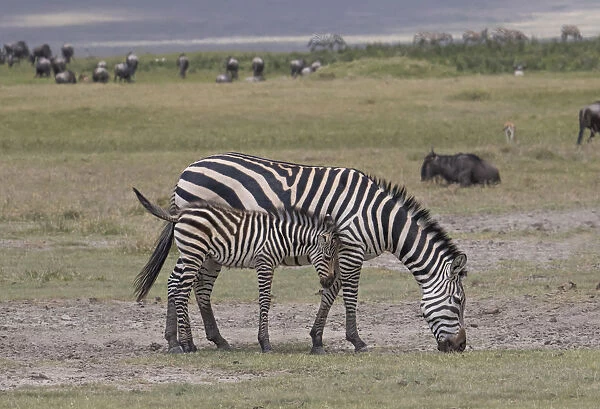 Plains or common zebras (Equus quagga) grazing in crater, Ngorongoro Crater, Tanzania