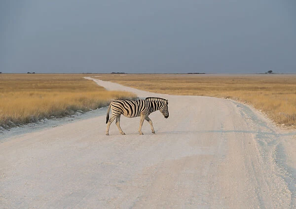 Plains Zebra or Burchells Zebra -Equus burchelli- crossing a dirt road, Etosha National Park, Namibia