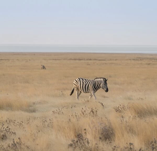 Plains Zebra or Burchells Zebra -Equus burchelli-, Etosha National Park, Namibia