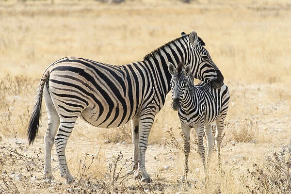 Plains Zebra or Burchells Zebra -Equus burchelli- with a foal, Etosha National Park, Namibia