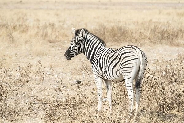 Plains Zebra or Burchells Zebra -Equus burchelli-, Etosha National Park, Namibia