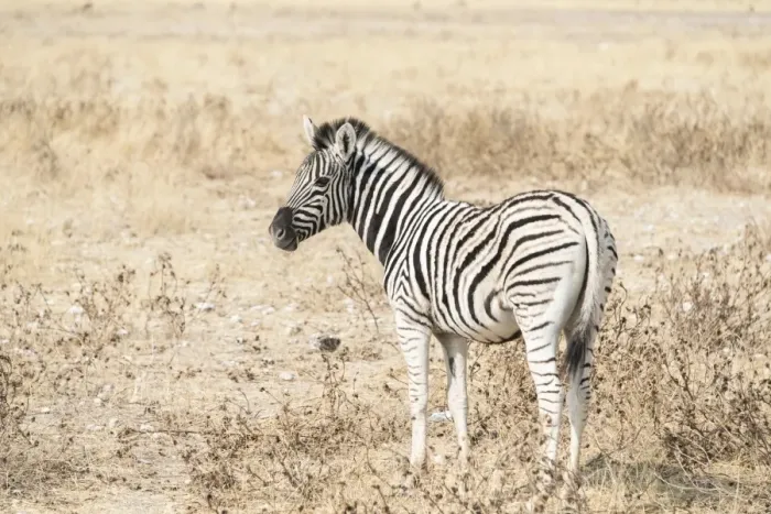 Framed Print : Plains Zebra or Burchells Zebra -Equus burchelli-, Etosha National Park, Namibia Framed Print : Plains Zebra or Burchells Zebra -Equus burchelli-, Etosha National Park, Namibia