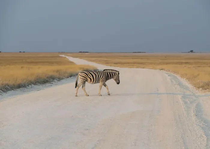 Framed Print : Plains Zebra or Burchells Zebra -Equus burchelli- crossing a dirt road, Etosha National Park, Namibia Framed Print : Plains Zebra or Burchells Zebra -Equus burchelli- crossing a dirt road, Etosha National Park, Namibia