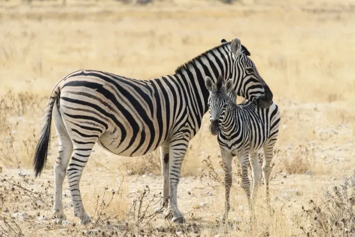 Framed Print : Plains Zebra or Burchells Zebra -Equus burchelli- with a foal, Etosha National Park, Namibia Framed Print : Plains Zebra or Burchells Zebra -Equus burchelli- with a foal, Etosha National Park, Namibia