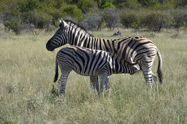 Plains Zebra or Burchells Zebra -Equus quagga- suckling a foal, Etosha National Park, Namibia