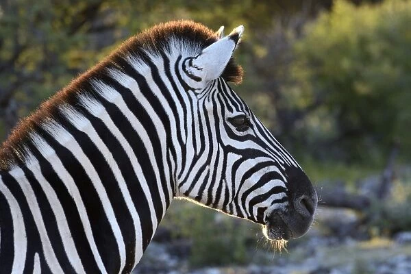 Plains Zebra or Burchells Zebra -Equus quagga-, portrait, Etosha National Park, Namibia