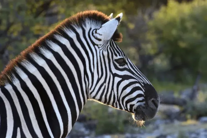 Framed Print : Plains Zebra or Burchells Zebra -Equus quagga-, portrait, Etosha National Park, Namibia Framed Print : Plains Zebra or Burchells Zebra -Equus quagga-, portrait, Etosha National Park, Namibia
