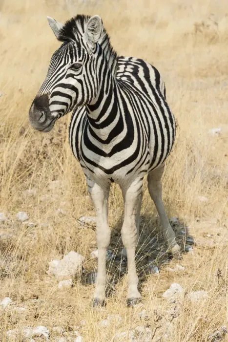 Framed Print : Plains Zebra or Burchells Zebra -Equus quagga burchelli- in bushland, Etosha National Park, Namibia Framed Print : Plains Zebra or Burchells Zebra -Equus quagga burchelli- in bushland, Etosha National Park, Namibia