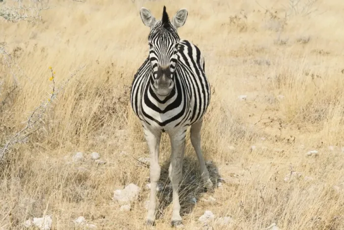 Framed Print : Plains Zebra or Burchells Zebra -Equus quagga burchelli- in bushland, Etosha National Park, Namibia Framed Print : Plains Zebra or Burchells Zebra -Equus quagga burchelli- in bushland, Etosha National Park, Namibia
