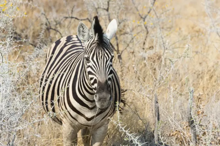 Framed Print : Plains Zebra or Burchells Zebra -Equus quagga burchelli- in bushland, Etosha National Park, Namibia Framed Print : Plains Zebra or Burchells Zebra -Equus quagga burchelli- in bushland, Etosha National Park, Namibia