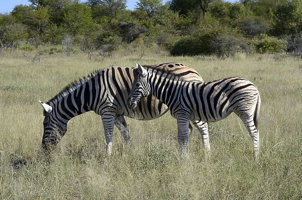 Plains Zebra or Burchells Zebra -Equus quagga- with a foal, Etosha National Park, Namibia