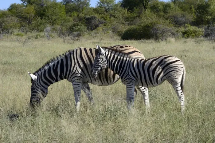 Framed Print : Plains Zebra or Burchells Zebra -Equus quagga- with a foal, Etosha National Park, Namibia Framed Print : Plains Zebra or Burchells Zebra -Equus quagga- with a foal, Etosha National Park, Namibia