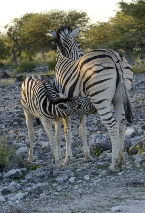 Framed Print : Plains Zebra or Burchells Zebra -Equus quagga- suckling a foal, Etosha National Park, Namibia Framed Print : Plains Zebra or Burchells Zebra -Equus quagga- suckling a foal, Etosha National Park, Namibia