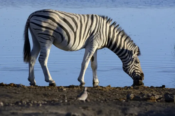 Framed Print : Plains Zebra or Burchells Zebra -Equus quagga- at a waterhole, Etosha National Park, Namibia