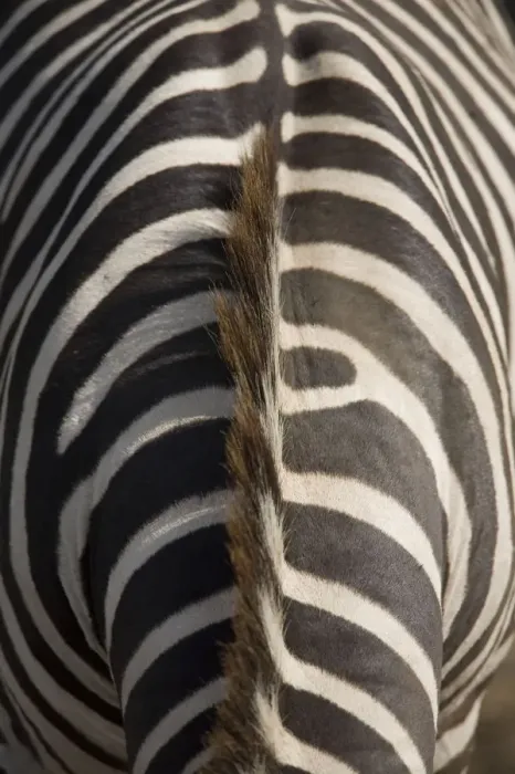 Framed Print : Plains zebra (Equus Burchelli), close-up of patterned hide Framed Print : Plains zebra (Equus Burchelli), close-up of patterned hide