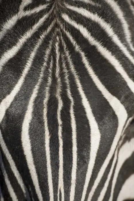 Framed Print : Plains zebra (Equus Burchelli), close-up of head Framed Print : Plains zebra (Equus Burchelli), close-up of head