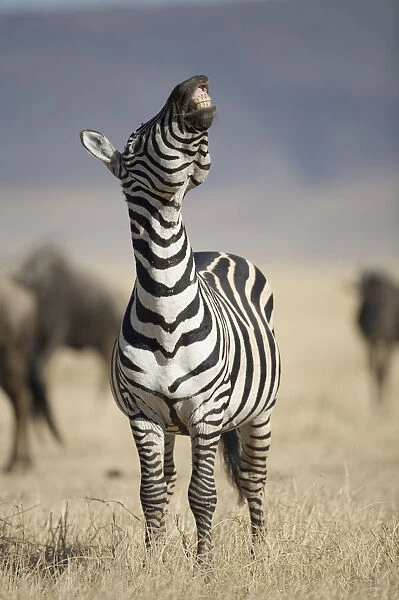 Plains Zebra (Equus Burchelli) standing, raising head, in dry grass