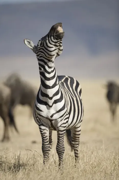 Framed Print : Plains Zebra (Equus Burchelli) standing, raising head, in dry grass Framed Print : Plains Zebra (Equus Burchelli) standing, raising head, in dry grass