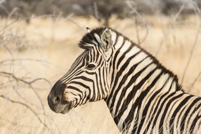 Framed Print : Plains Zebra -Equus burchellii-, Etosha National Park, Namibia Framed Print : Plains Zebra -Equus burchellii-, Etosha National Park, Namibia