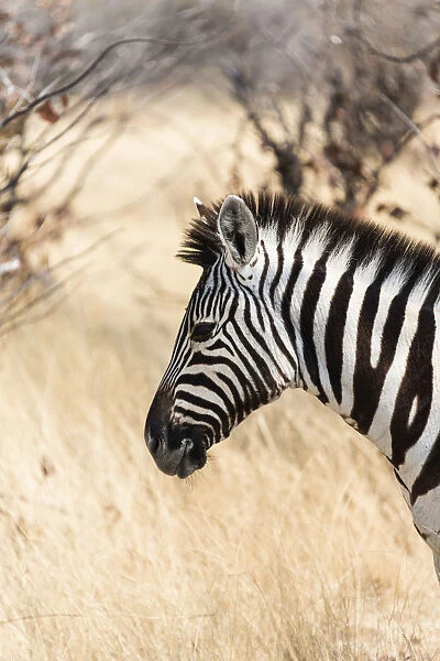 Plains Zebra -Equus burchellii-, Etosha National Park, Namibia