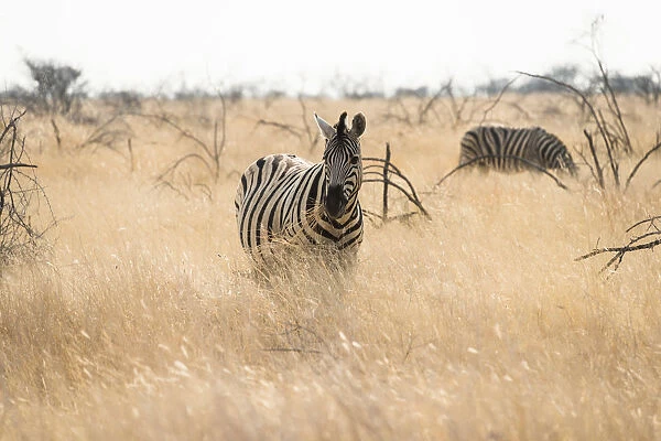 Plains Zebra -Equus burchellii- standing in dry grass, Etosha National Park, Namibia