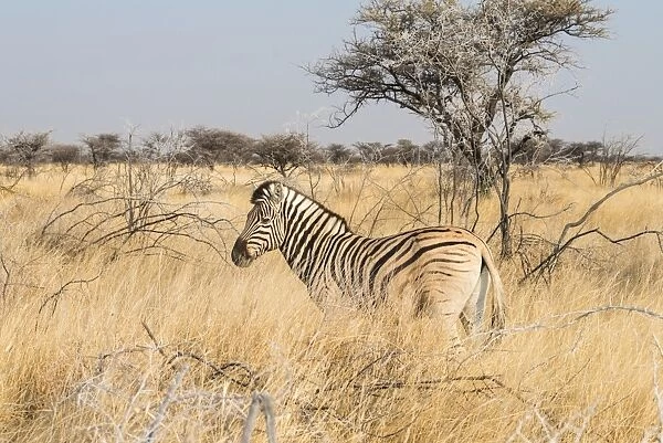 Plains Zebra -Equus burchellii- standing in dry grass, Etosha National Park, Namibia
